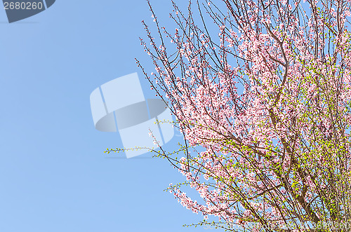 Image of Spring blossoming pink sakura cherry tree