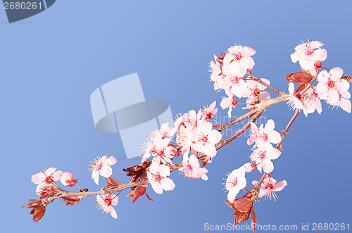 Image of Sakura pink Japanese cherry blossom branch