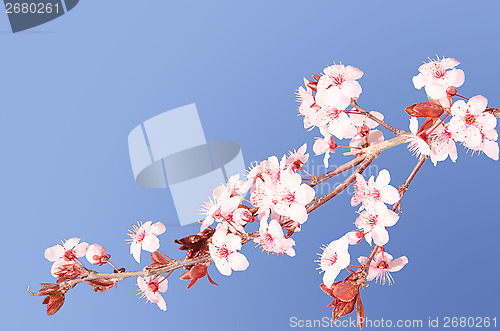Image of Sakura pink Japanese cherry blossom branch