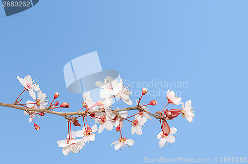 Image of Single small branch of blooming cherry tree