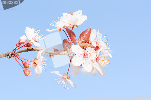Image of Pastel soft toned small branch of spring blooming cherry tree