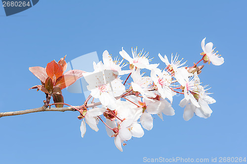 Image of Fresh white flowers on branch of spring blossoming cherry