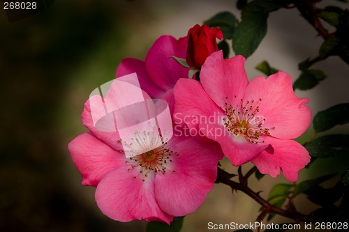 Image of Wild Rose