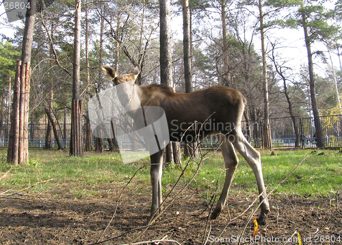 Image of Elk baby