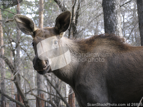 Image of Elk baby