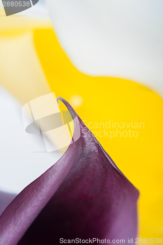 Image of Macro shot of two callas