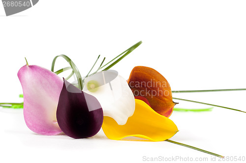Image of Five beautiful calla flowers