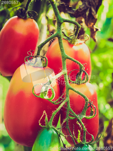 Image of Retro look Tomato