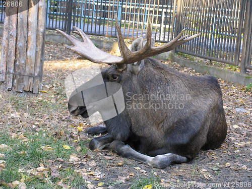 Image of Elk