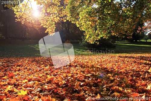 Image of autumn in the park 