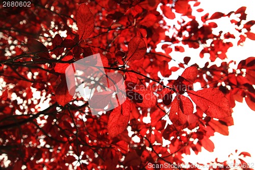 Image of autumn leaves as nice natural seasonal background