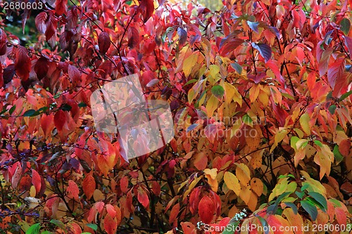 Image of autumn leaves as nice natural seasonal background