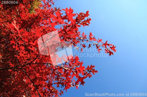 Image of autumn leaves as nice natural seasonal background