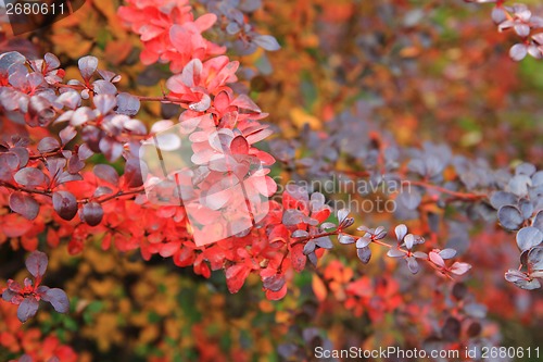 Image of autumn leaves as nice natural seasonal background