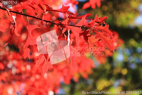Image of autumn leaves as nice natural seasonal background