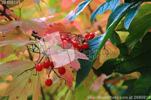 Image of autumn leaves and fruits as nice natural seasonal background