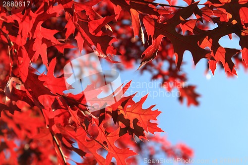 Image of autumn leaves as nice natural seasonal background