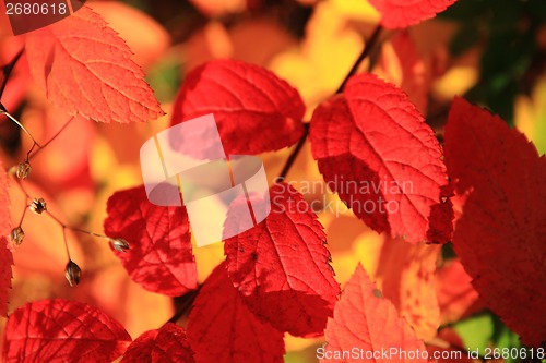 Image of autumn leaves as nice natural seasonal background