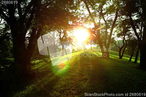 Image of sun in the green spring park 
