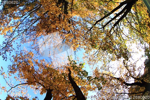 Image of autumn in the park 