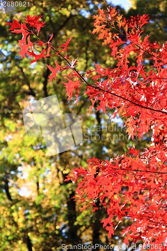 Image of autumn leaves as nice natural seasonal background