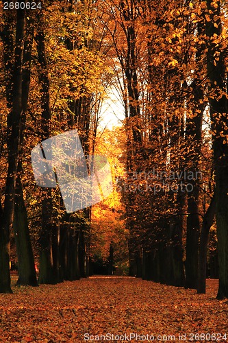 Image of autumn in the park 