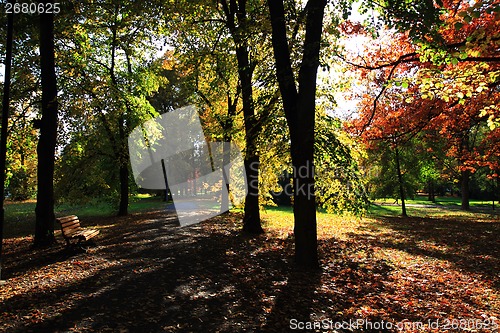 Image of autumn in the park 