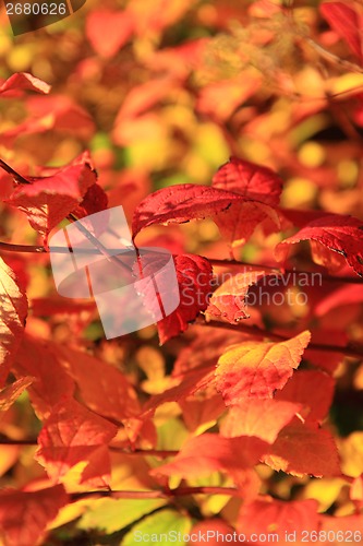 Image of autumn leaves as nice natural seasonal background