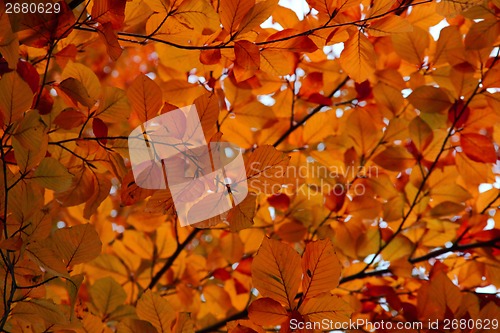 Image of autumn leaves as nice natural seasonal background
