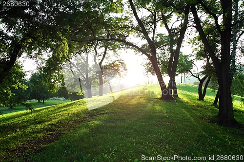 Image of sun in the green spring park 