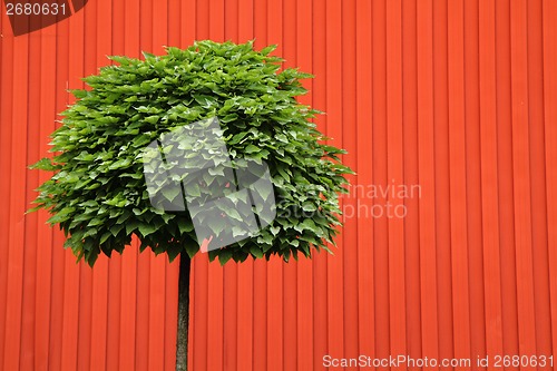 Image of green tree with red background