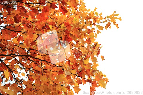 Image of autumn leaves as nice natural seasonal background