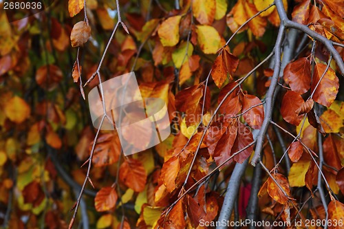 Image of autumn leaves as nice natural seasonal background