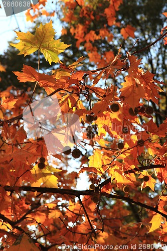 Image of autumn leaves as nice natural seasonal background