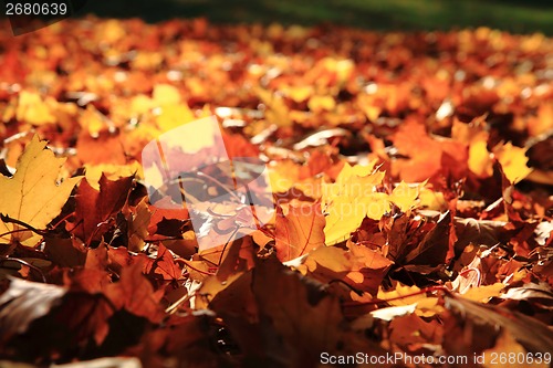 Image of autumn leaves as nice natural seasonal background