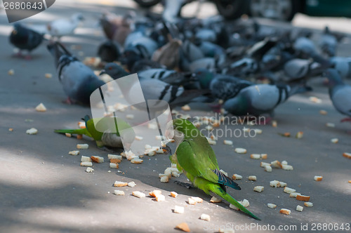 Image of Eating pigeons and two parrots