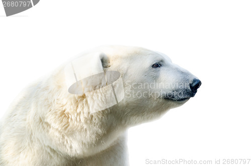 Image of Arctic polar bear, Ursus maritimus