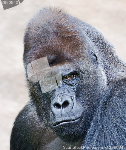 Image of portrait of a male gorilla