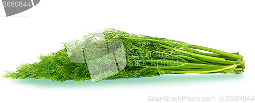 Image of bunch of fresh dill