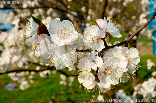 Image of flowering cherry trees in spring 