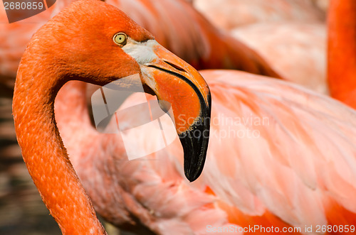 Image of Portrait of pink flamingo 