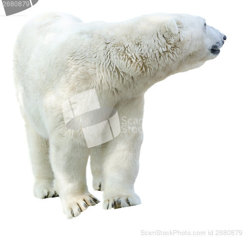 Image of Arctic polar bear, Ursus maritimus