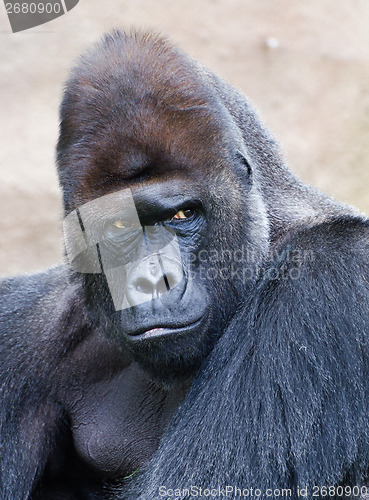 Image of portrait of a male gorilla