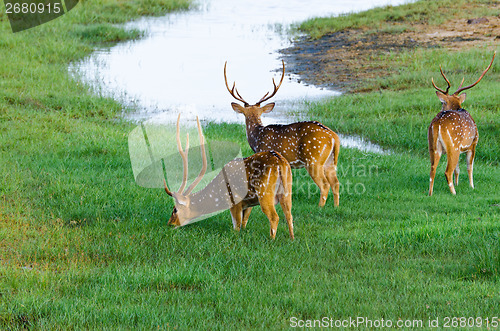 Image of Cervus axis