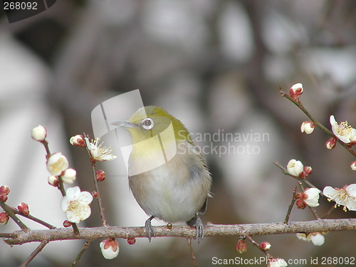 Image of bird on a tree