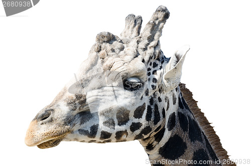 Image of portrait of a giraffe