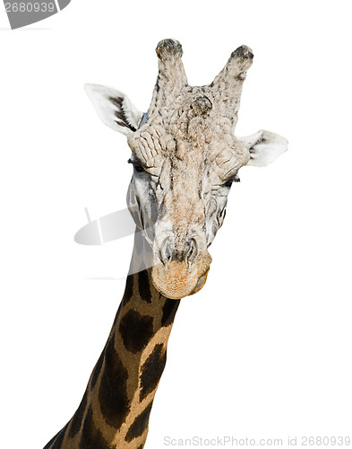 Image of portrait of a giraffe