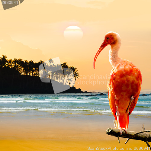 Image of Scarlet Ibis Bird