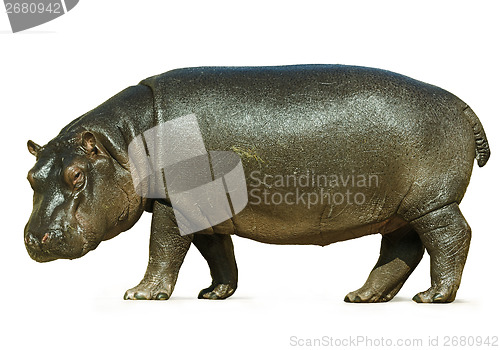 Image of Baby Hippo Isolated on White Background