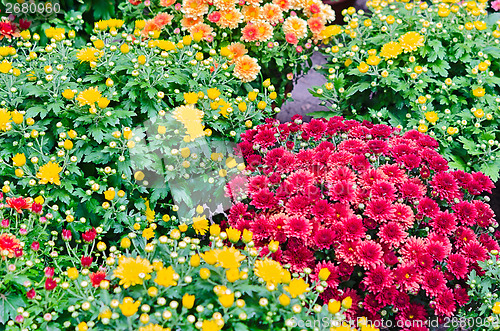 Image of flower garden 